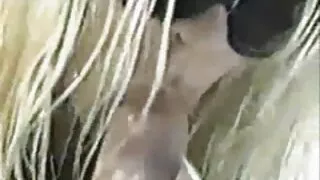 A sedutora de pernas ...